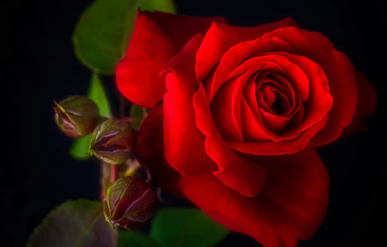 Photo wallpaper red, roses, petals, buds, black background