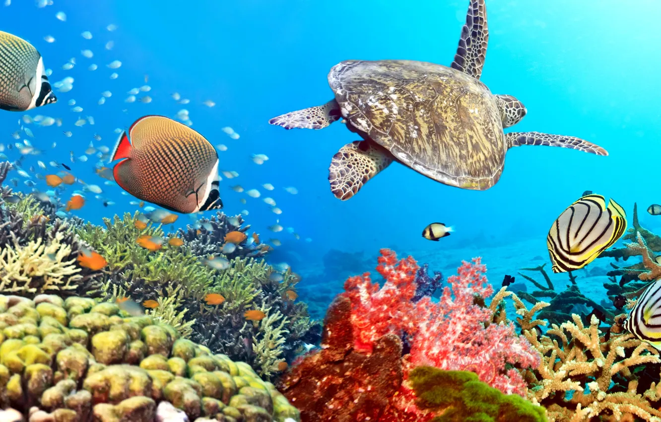 Photo wallpaper fish, the ocean, turtle, underwater world, underwater, ocean, fishes, tropical