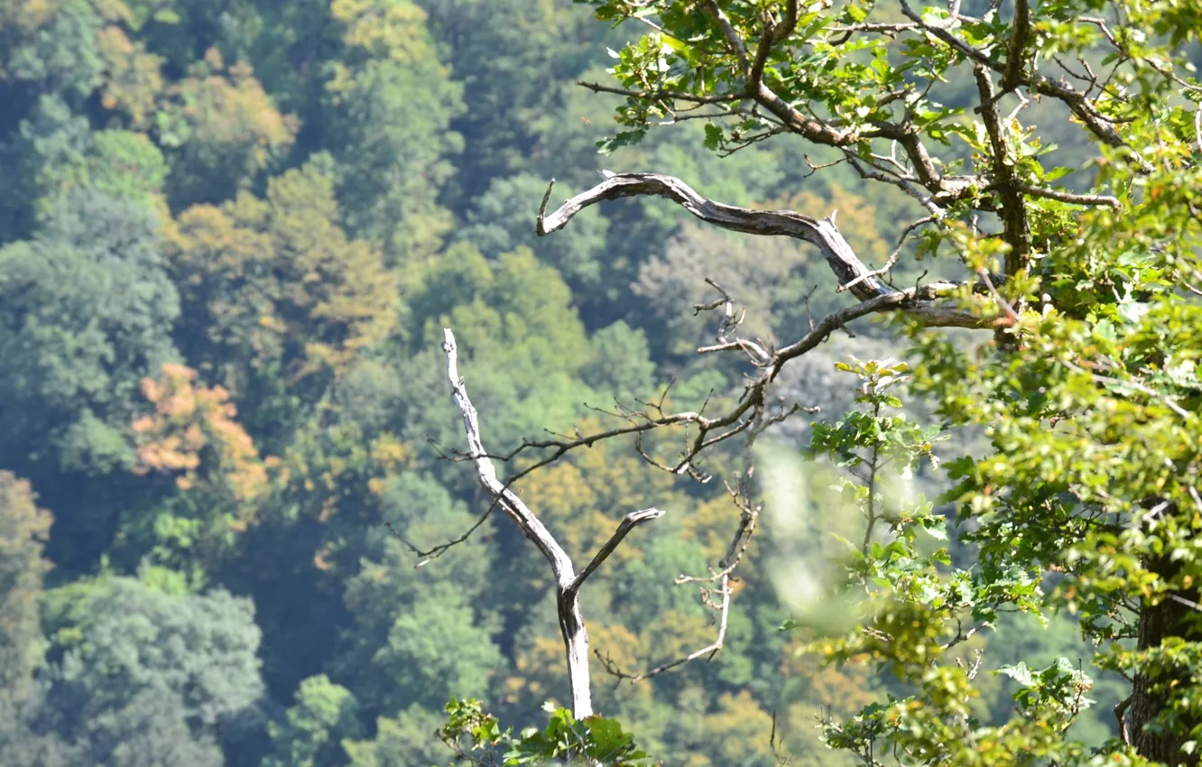 Photo wallpaper summer, leaves, trees, landscape, branches, view, height
