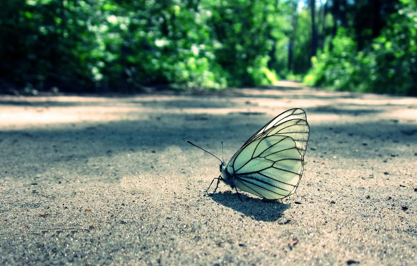 Photo wallpaper forest, grass, butterfly