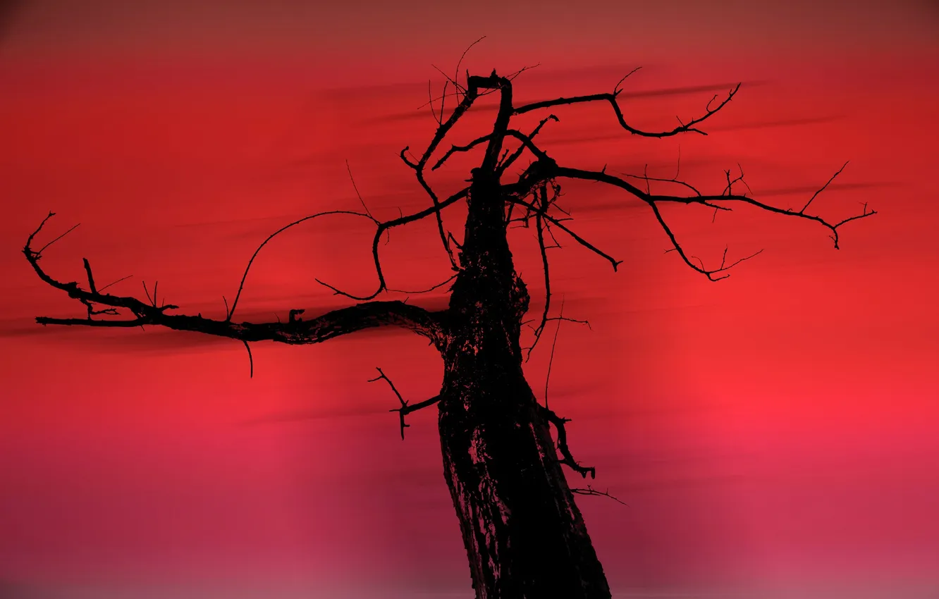 Photo wallpaper branches, tree, the wind, silhouette