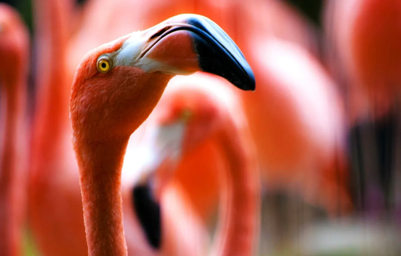 Photo wallpaper eyes, bird, beak, Flamingo
