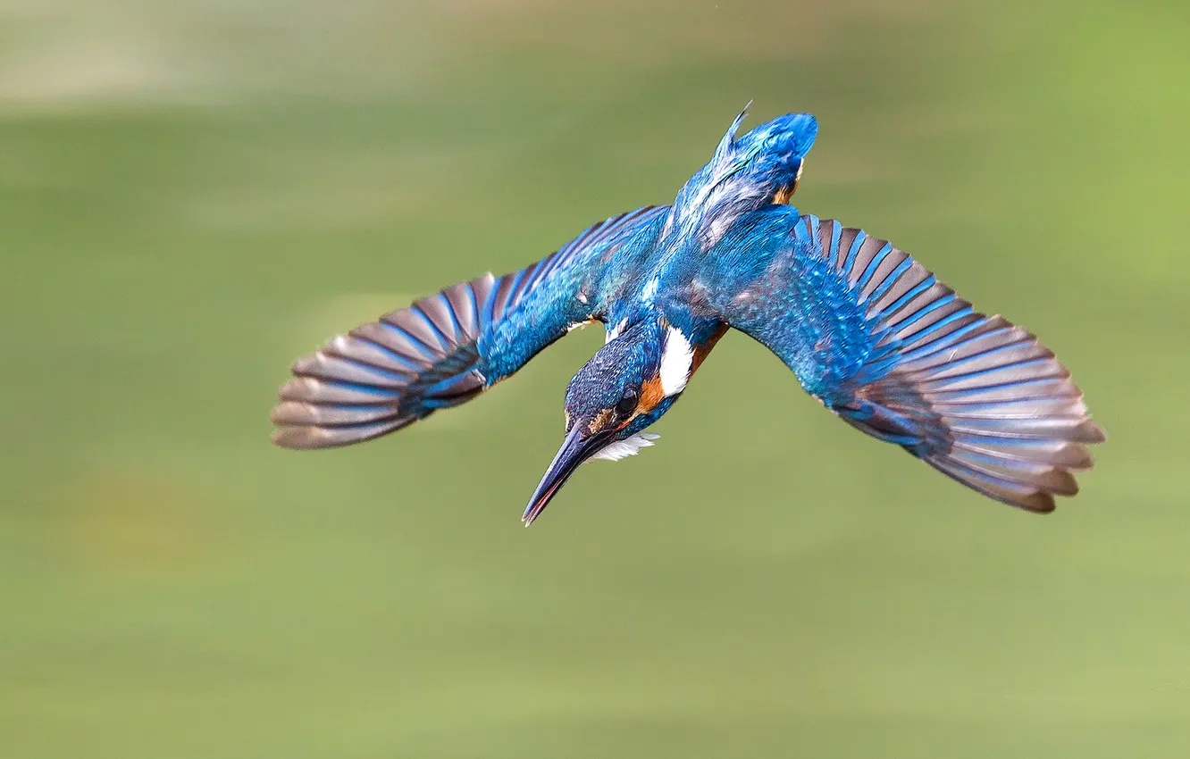 Photo wallpaper flight, bird, wings, drop, Kingfisher