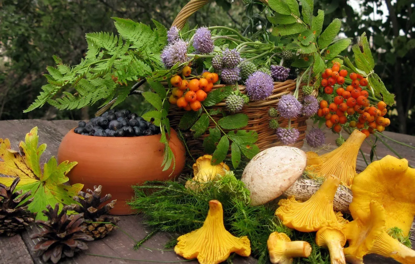 Photo wallpaper greens, forest, leaves, nature, berries, mushrooms, bumps, gifts