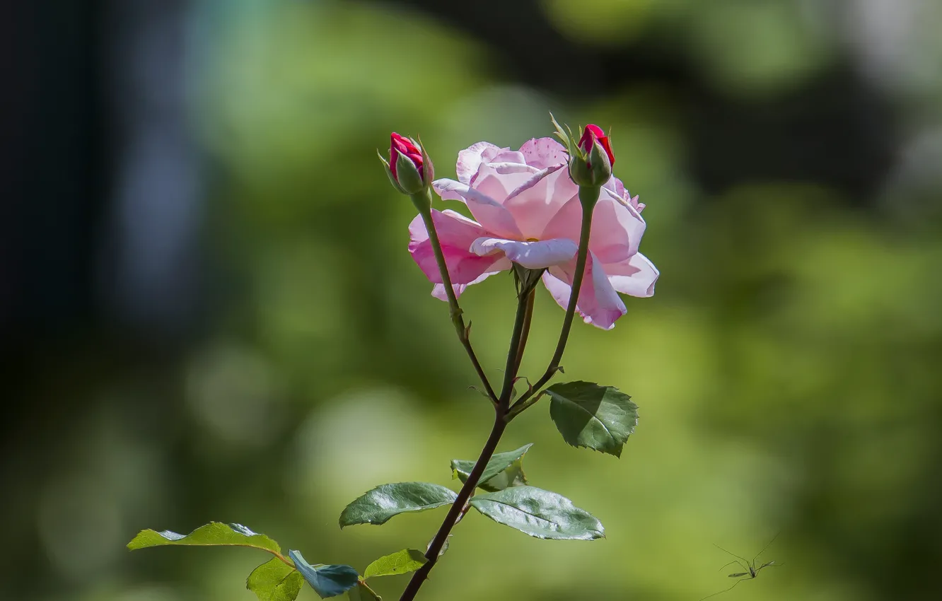 Photo wallpaper flowers, roses, bokeh, the mosquito