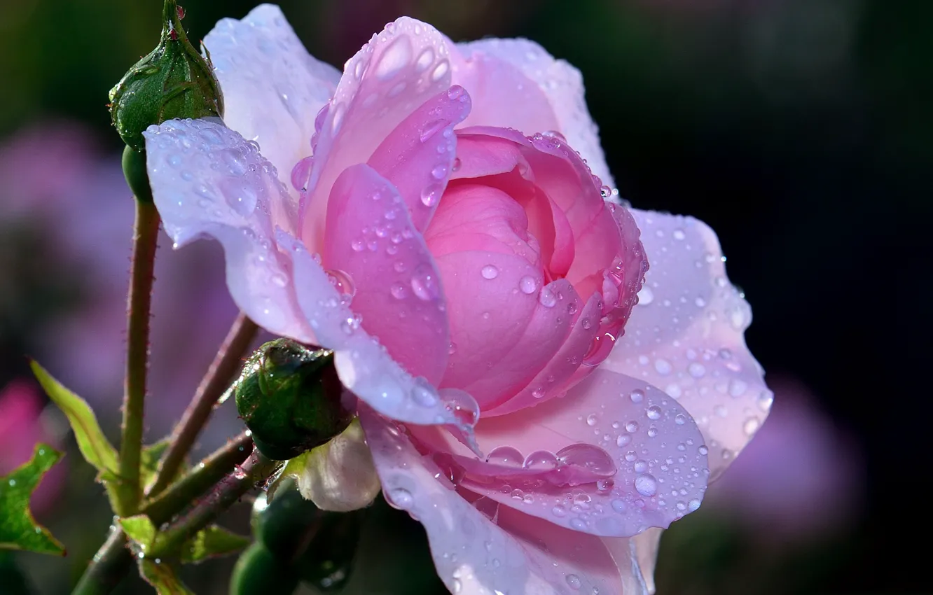 Photo wallpaper flower, drops, Rosa, rose, petals, Bud