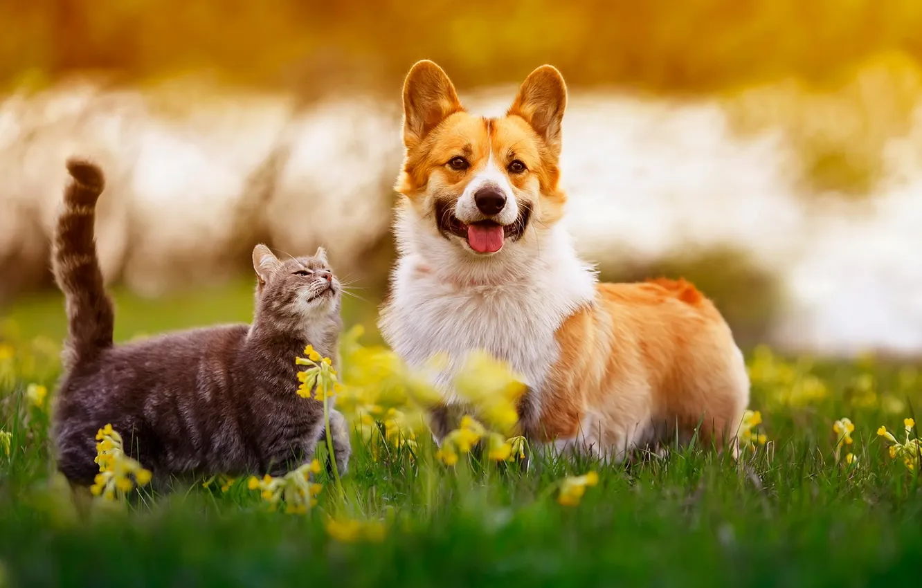 Photo wallpaper cat, cat, look, flowers, nature, pose, dog, garden