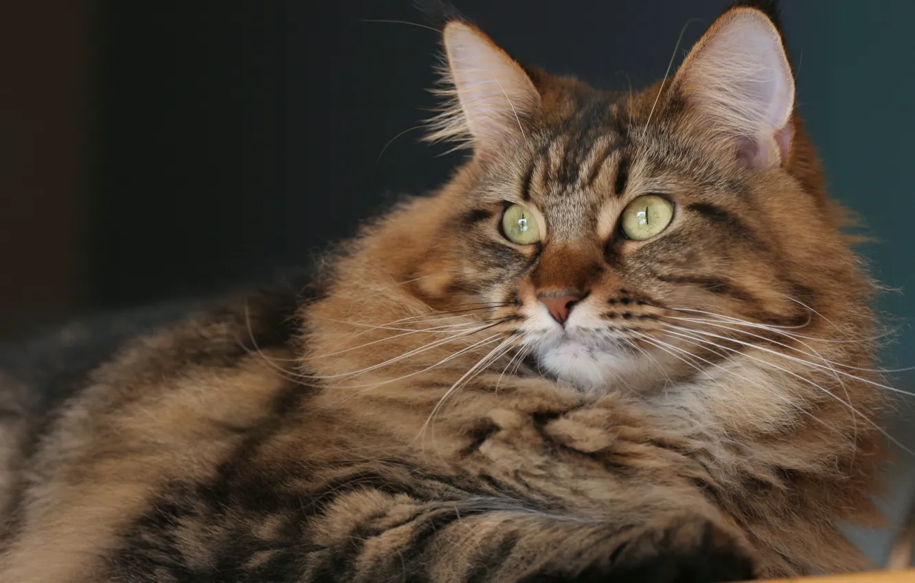 Photo wallpaper cat, look, portrait, muzzle, Maine Coon
