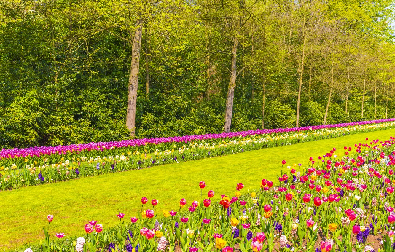 Photo wallpaper Park, spring, tulips, flowerbed
