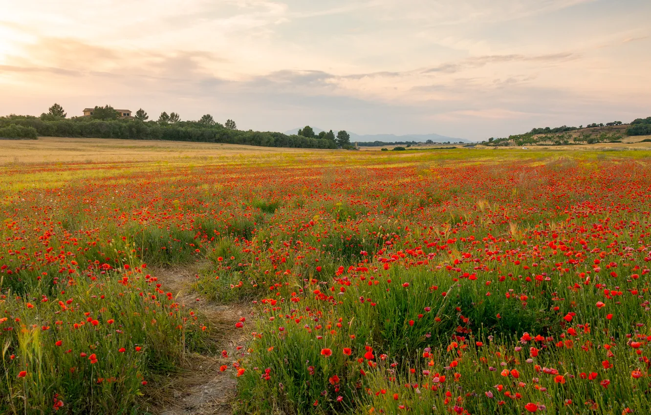 Photo wallpaper field, summer, the sky, flowers, nature, view, Maki, dal