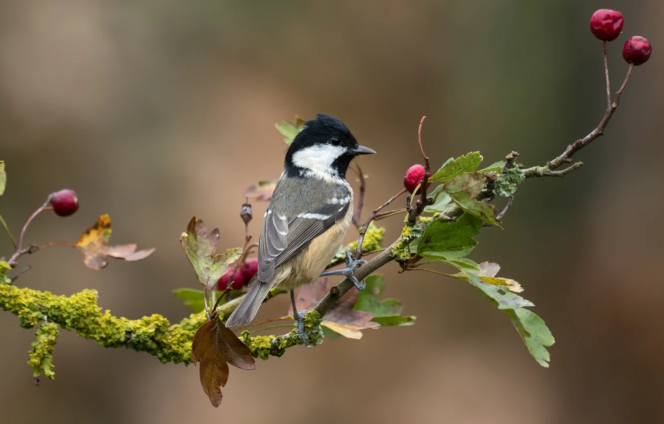 Photo wallpaper leaves, branches, berries, background, bird, moss, fruit, titmouse