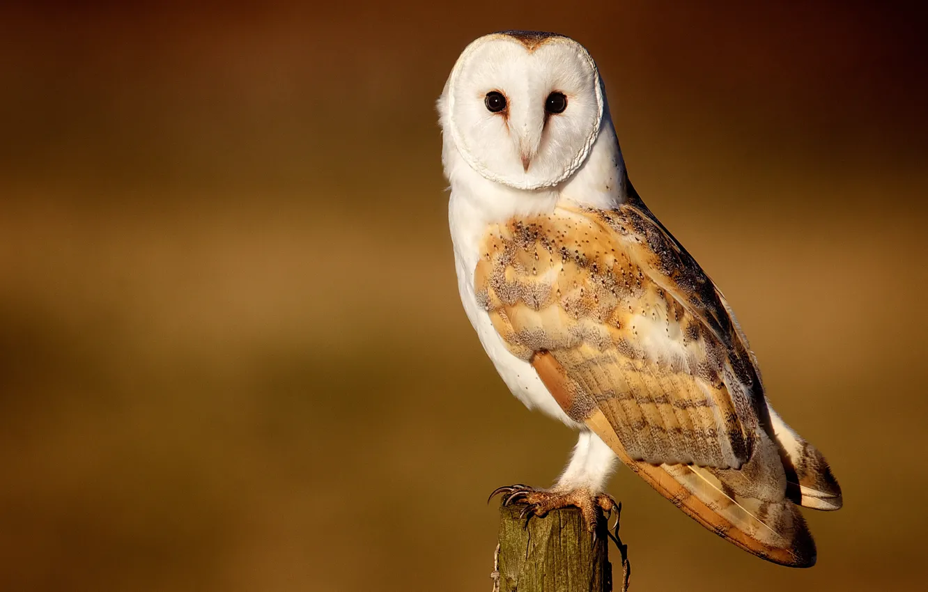 Photo wallpaper look, background, owl, bird, the barn owl