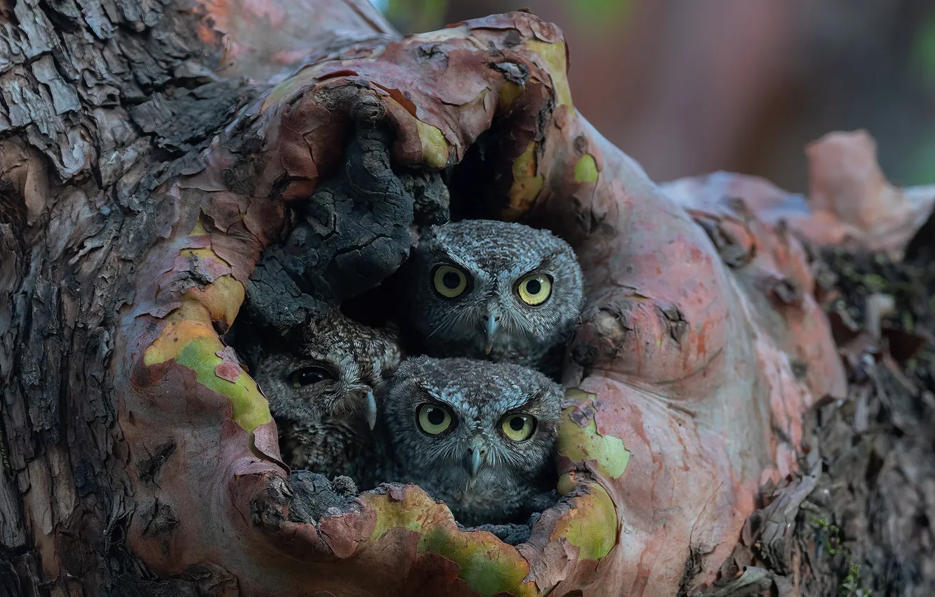 Photo wallpaper trees, owl, bird, Chicks, the hollow, owlet, owl, sychik