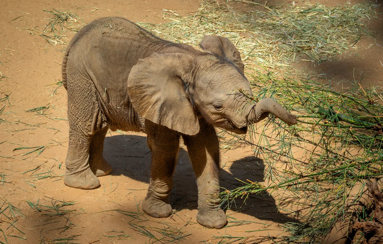 Photo wallpaper light, branches, elephant, elephant, meal
