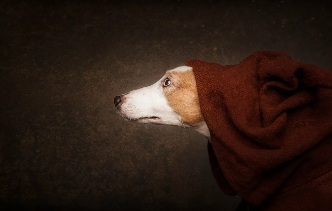 Photo wallpaper face, background, dog, nose, blanket