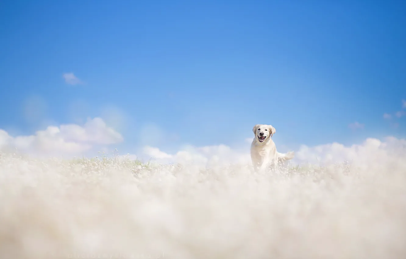 Photo wallpaper field, summer, dog
