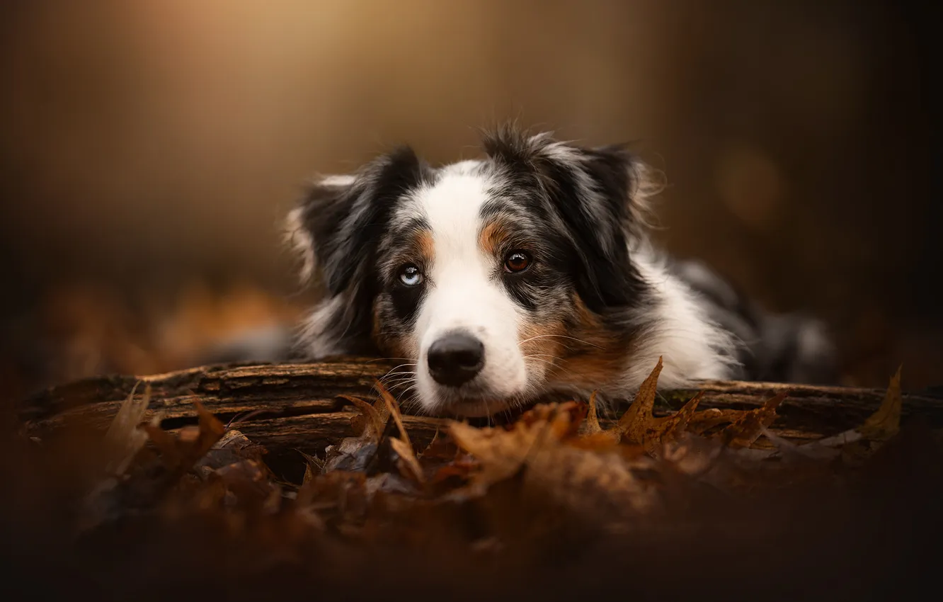 Photo wallpaper autumn, look, nature, pose, foliage, portrait, dog, lies