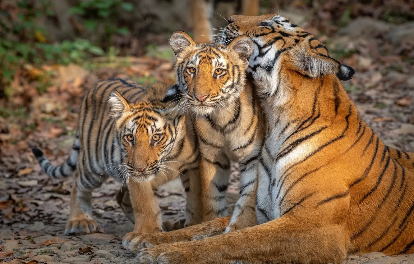 Photo wallpaper tigers, mom, tigress, the cubs