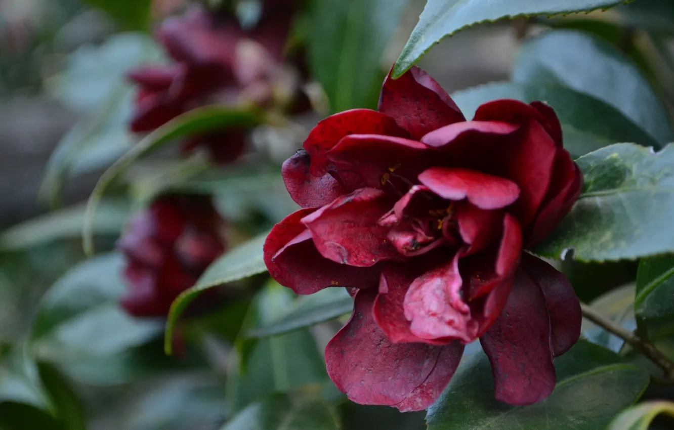 Photo wallpaper flowers, nature, flowering, shrub, Camellia