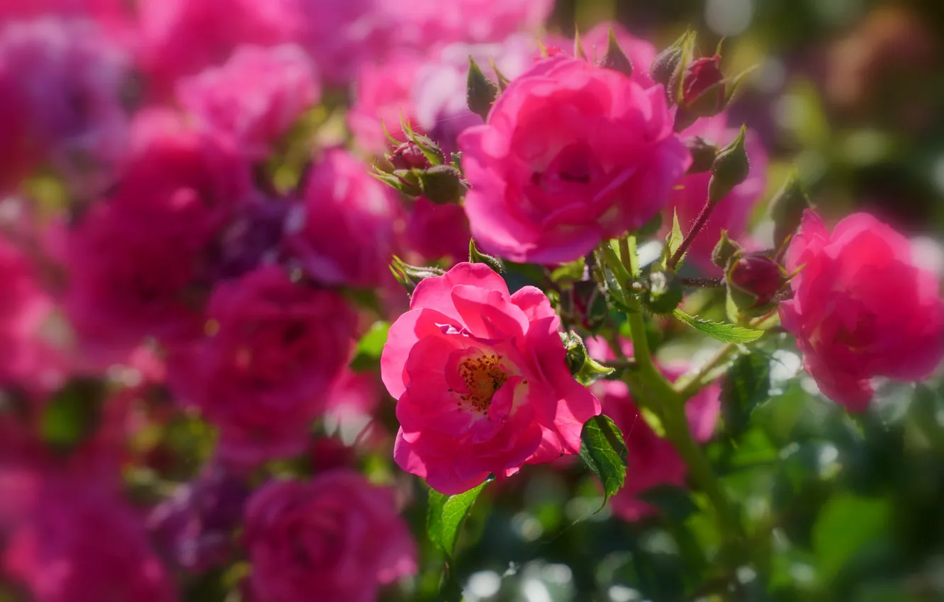 Photo wallpaper flowers, branches, roses, flowering