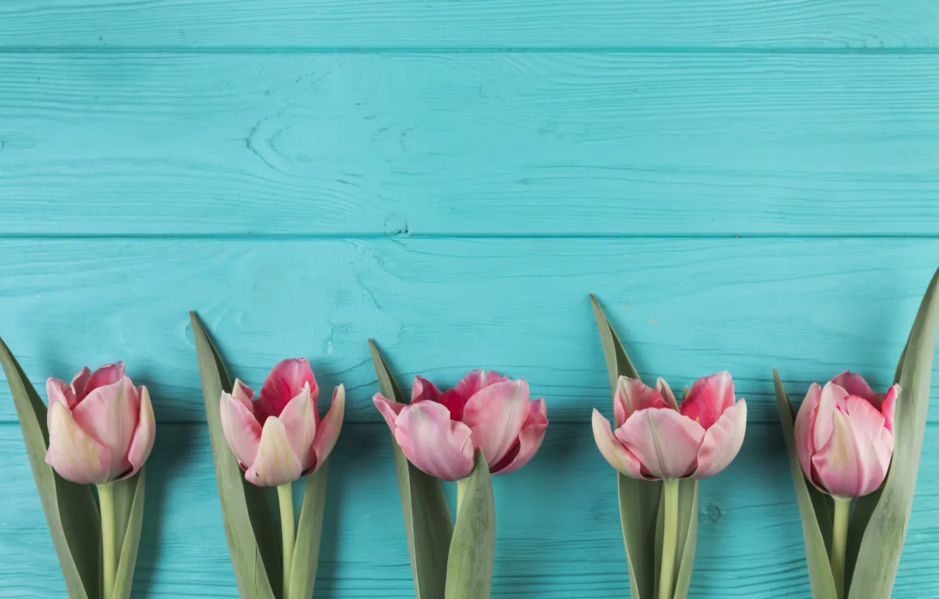 Photo wallpaper flowers, tulips, pink, pink, flowers, beautiful, tulips, spring
