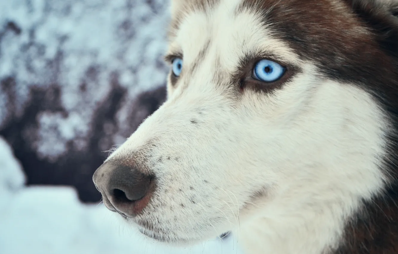 Photo wallpaper cold, winter, animals, eyes, snow, travel, dog, blue eyes