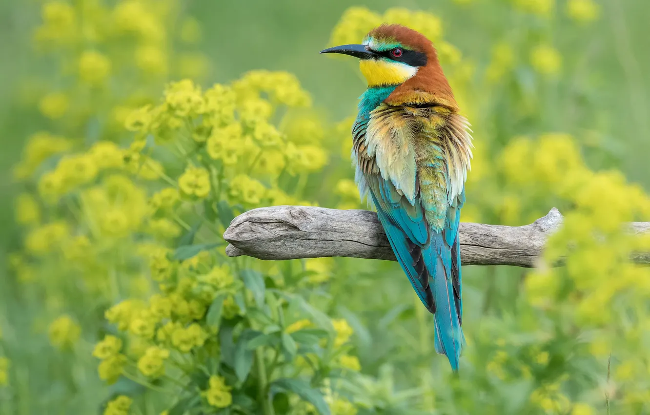 Photo wallpaper flowers, bird, bokeh, European bee-eater