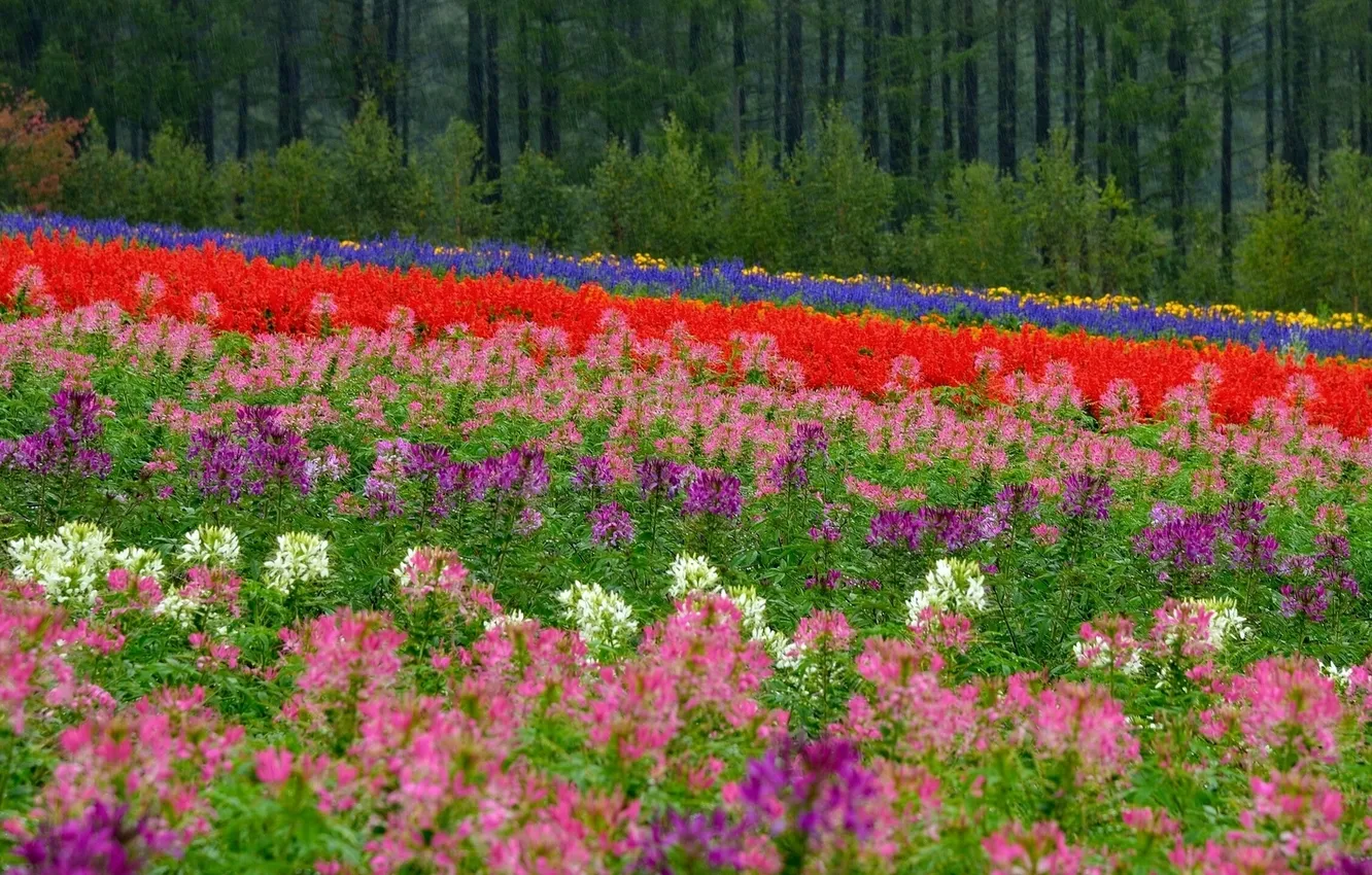 Photo wallpaper field, forest, flowers, Japan, Hokkaido, meadow, Japan, bokeh