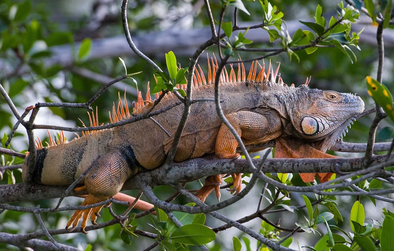 Photo wallpaper branches, lizard, iguana