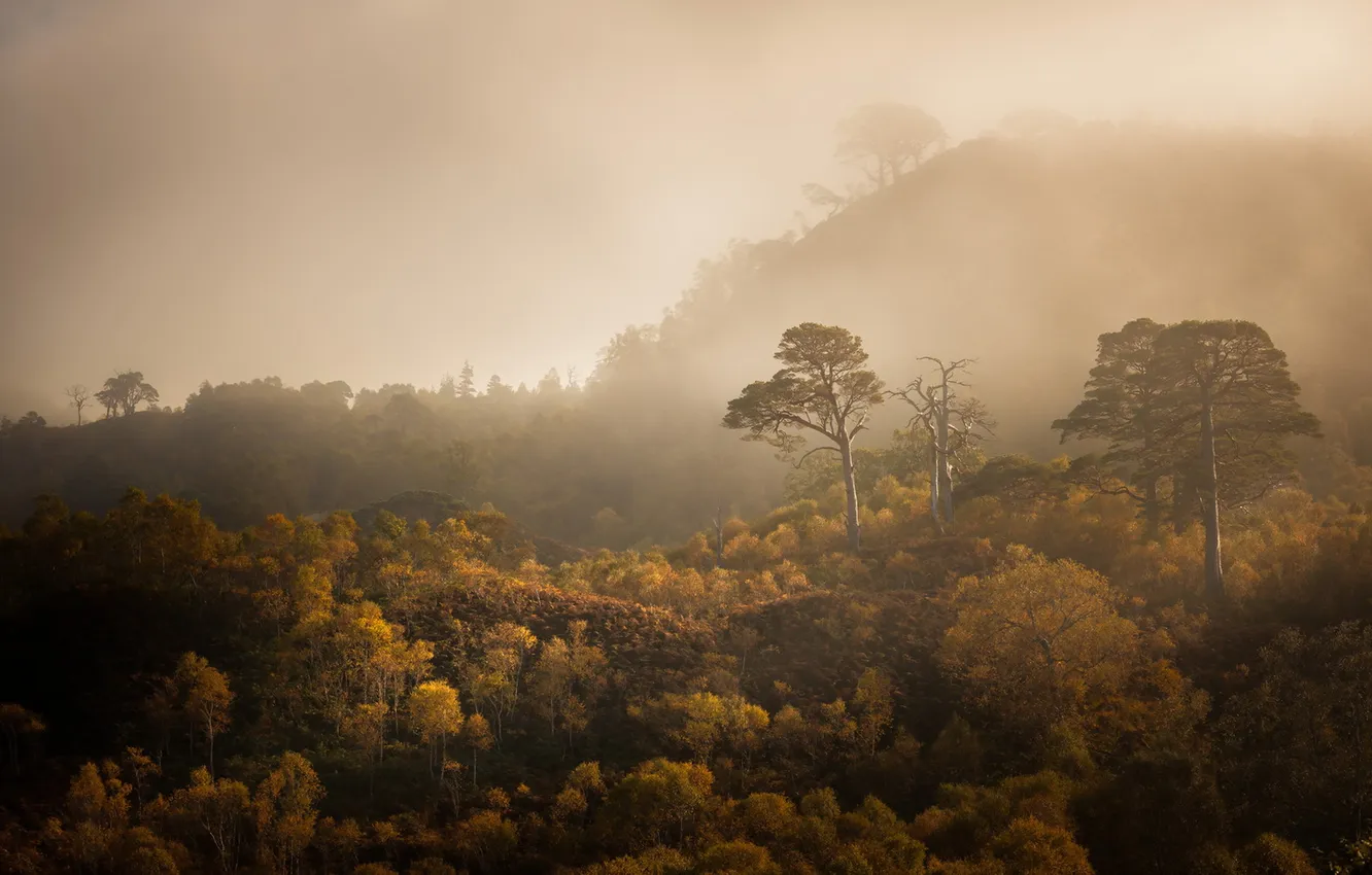 Photo wallpaper autumn, forest, fog