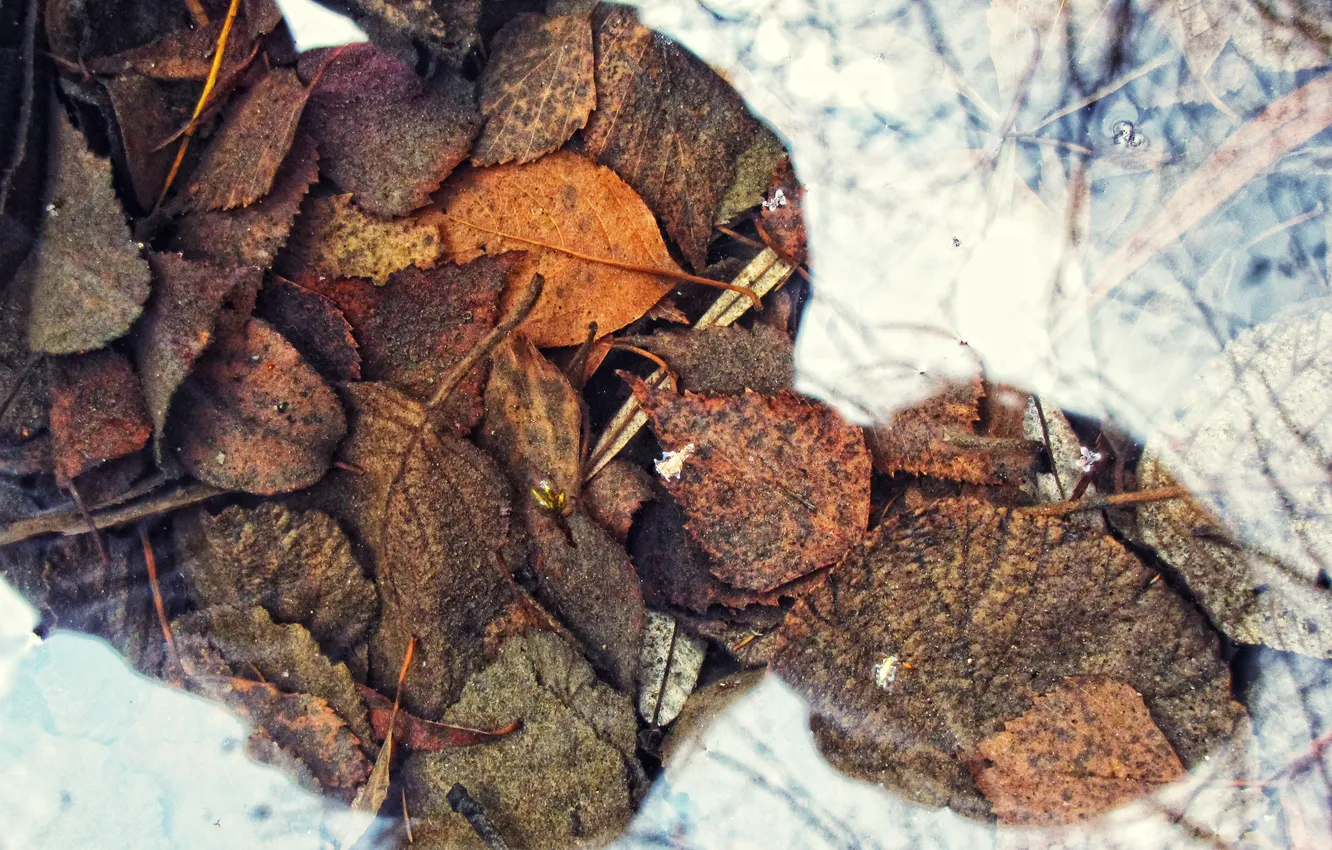 Photo wallpaper leaves, water, nature, reflection