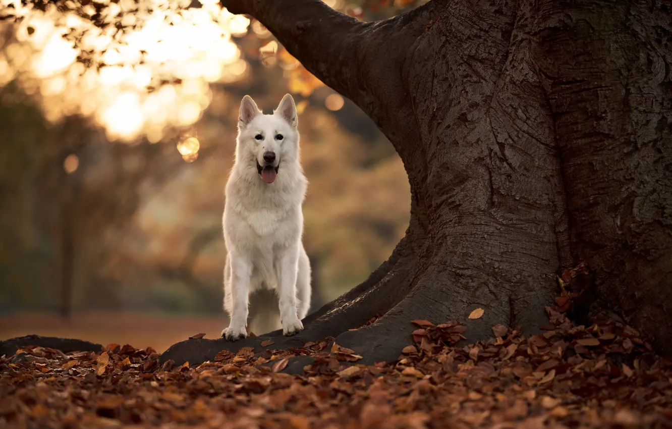 Photo wallpaper autumn, tree, dog, bokeh, fallen leaves, The white Swiss shepherd dog
