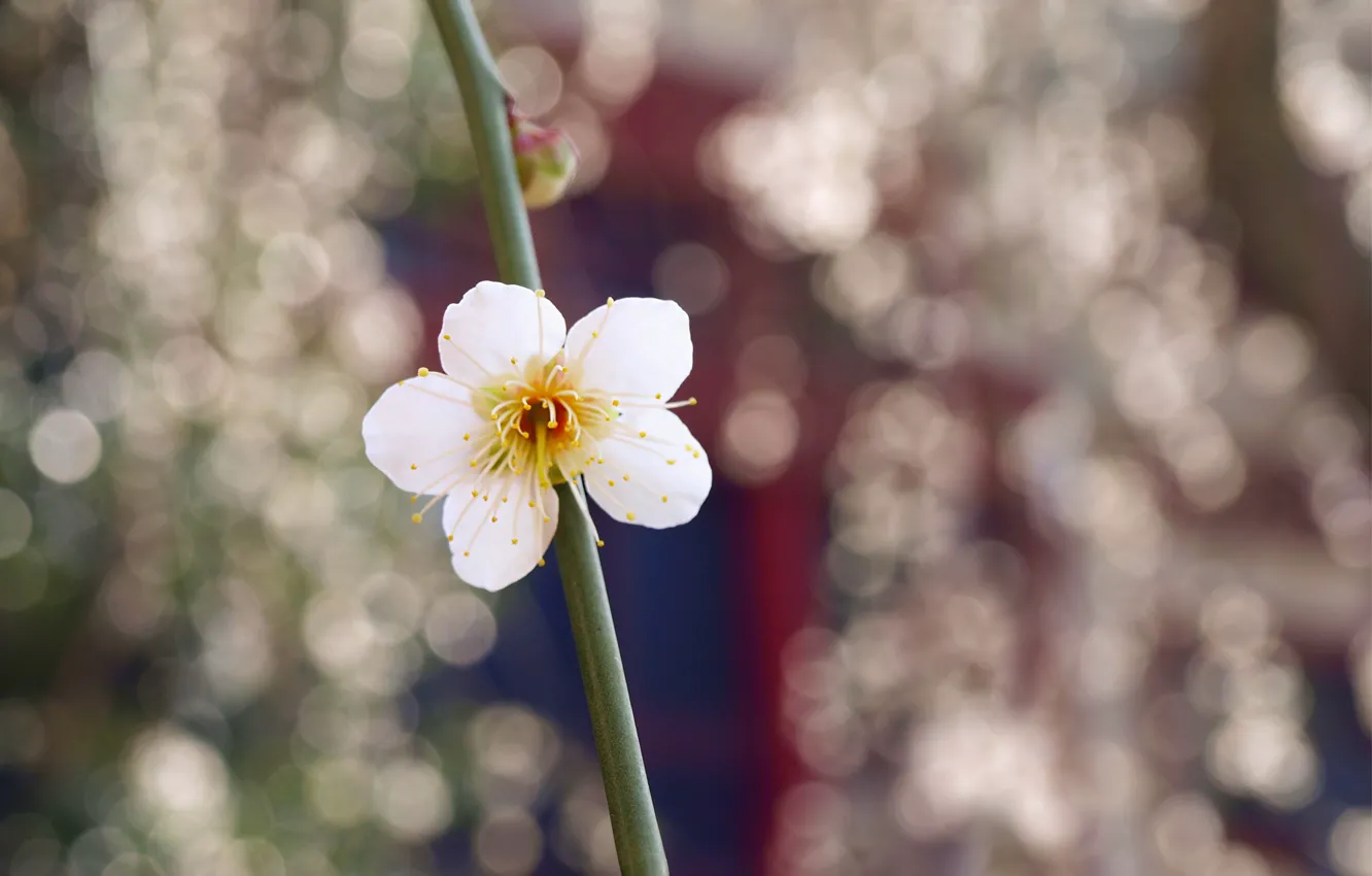 Photo wallpaper flower, macro, glare, branch, White, petals, blur, Bud