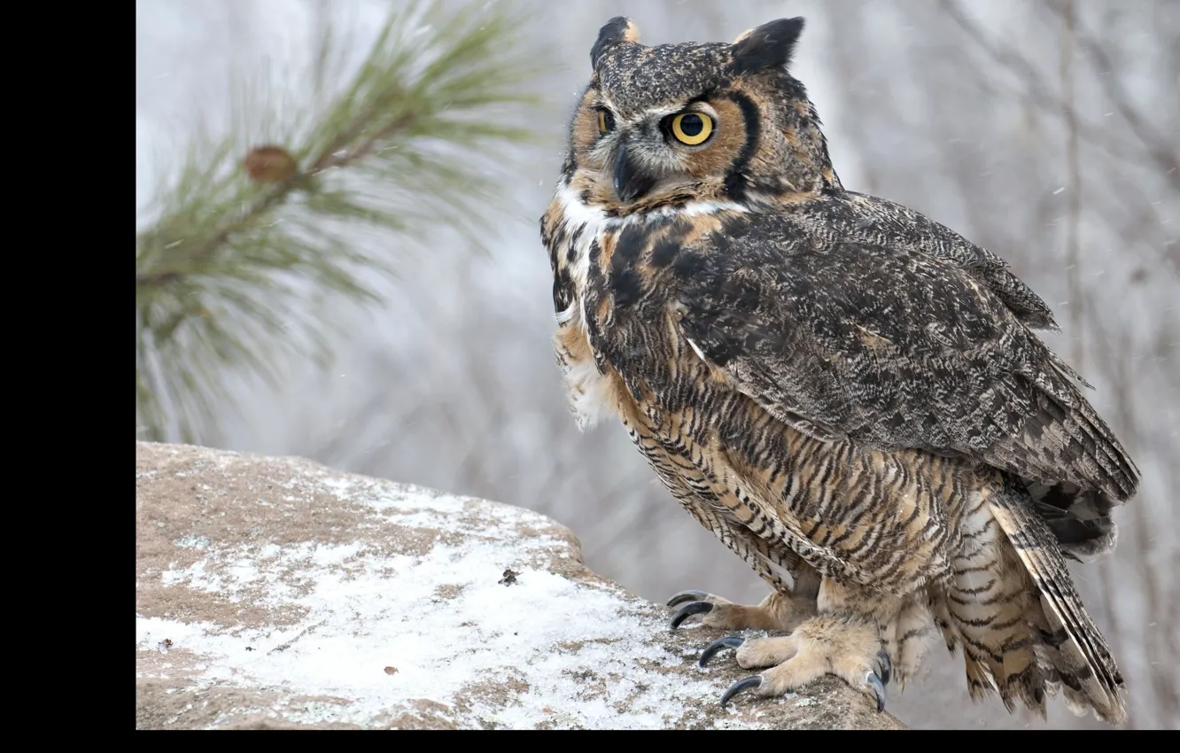 Photo wallpaper nature, bird, winter, snow, animal, Bird of Prey, wildlife, brown owl