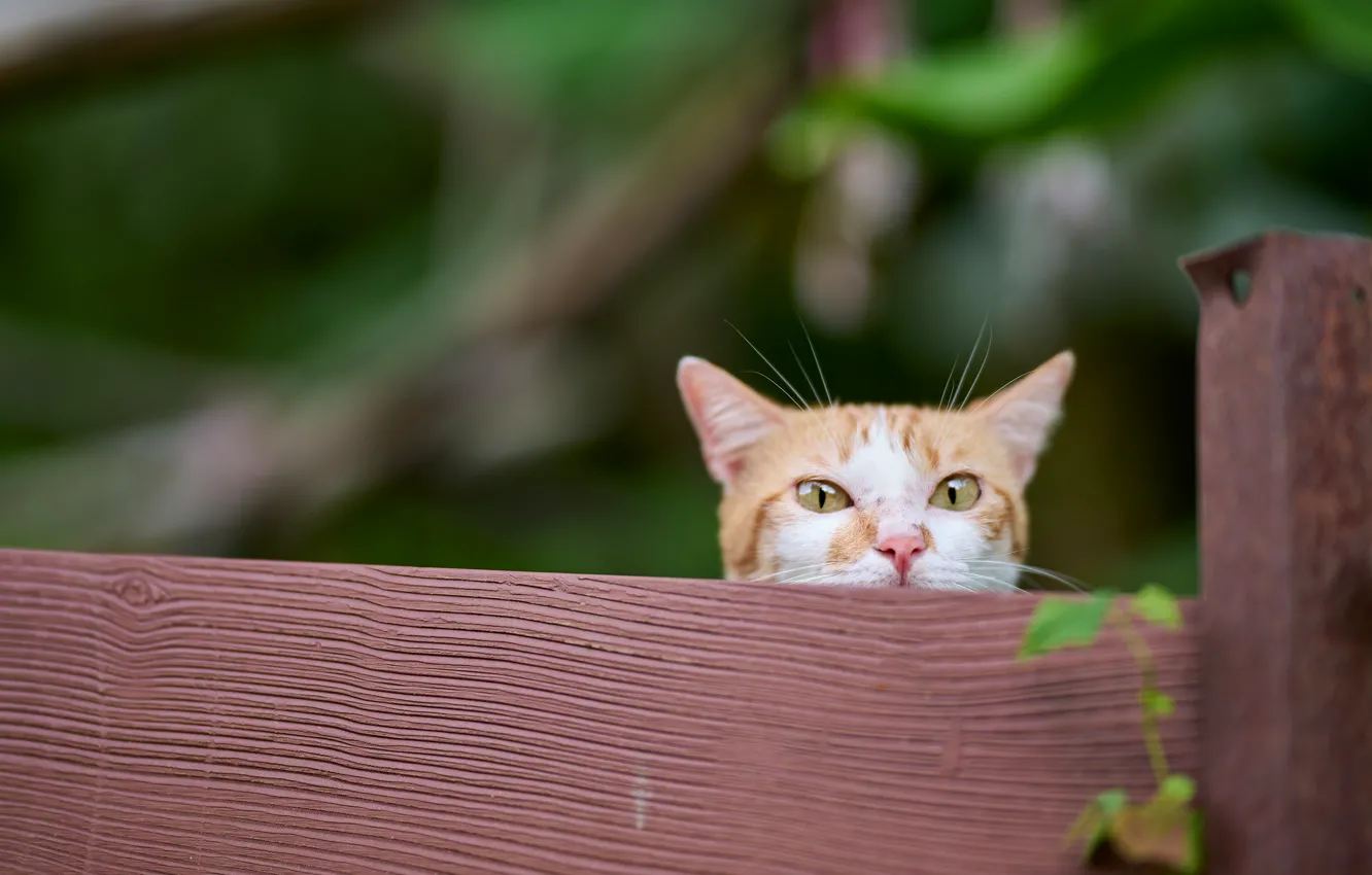 Photo wallpaper cat, cat, look, face, nature, pose, the fence, red