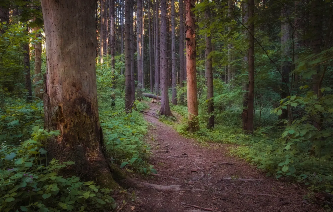 Photo wallpaper forest, trees, path, pine