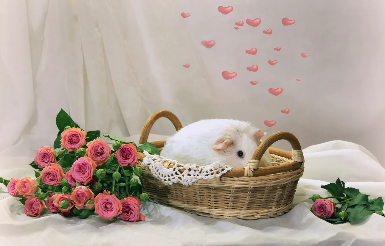 Photo wallpaper heart, roses, Guinea pig, basket