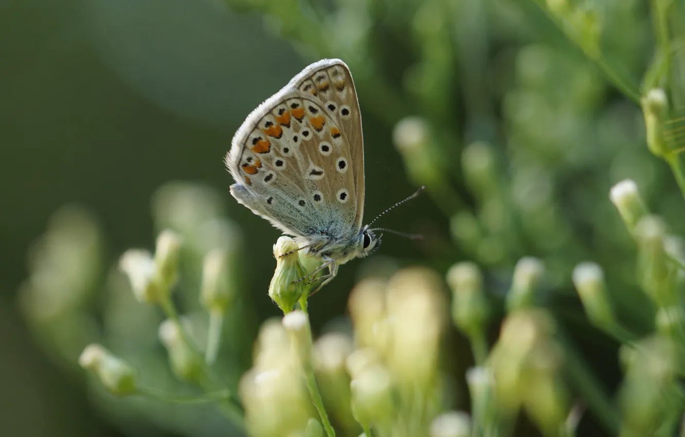 Photo wallpaper summer, butterfly, insect