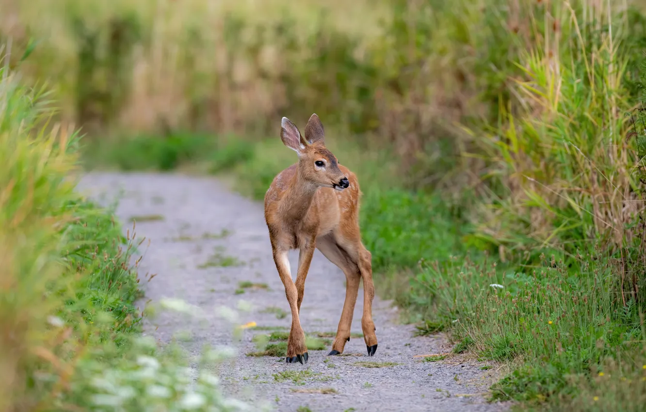 Photo wallpaper greens, summer, grass, nature, thickets, deer, baby, track