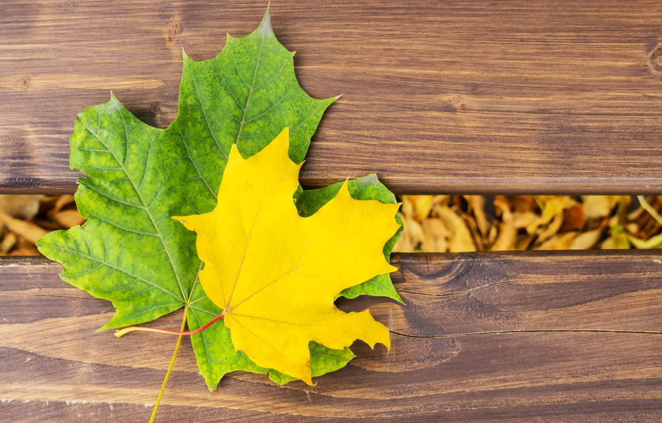 Photo wallpaper autumn, leaves, tree, colorful, maple, wood, autumn, leaves