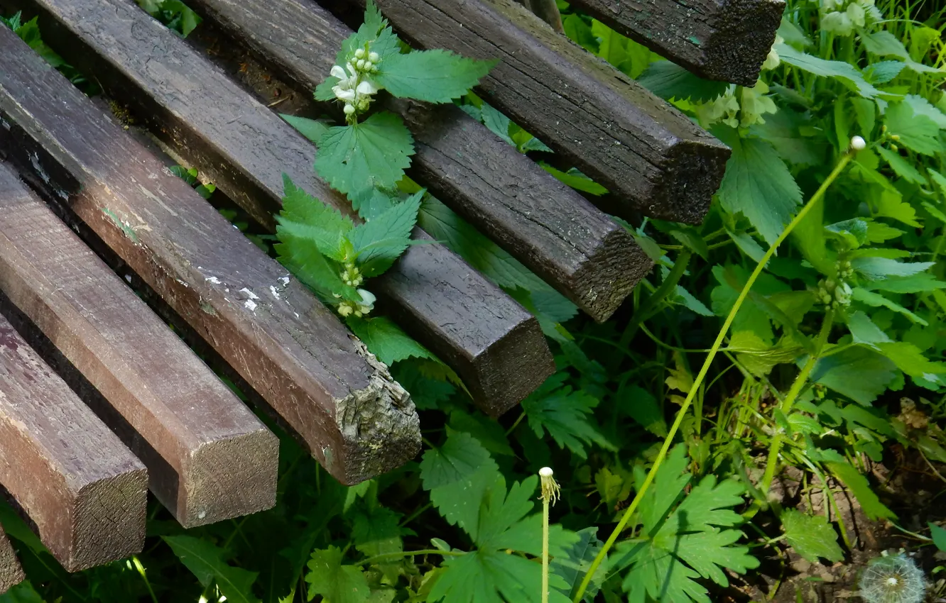 Photo wallpaper bench, Park, dandelion, widescreen, Wallpaper, shop, wallpaper, flowering
