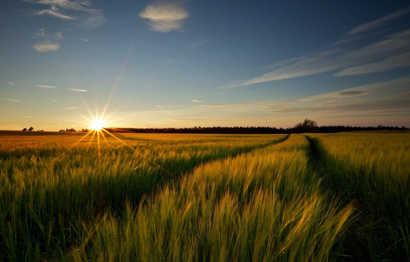 Photo wallpaper field, the sun, trees, landscape, nature, background, widescreen, Wallpaper