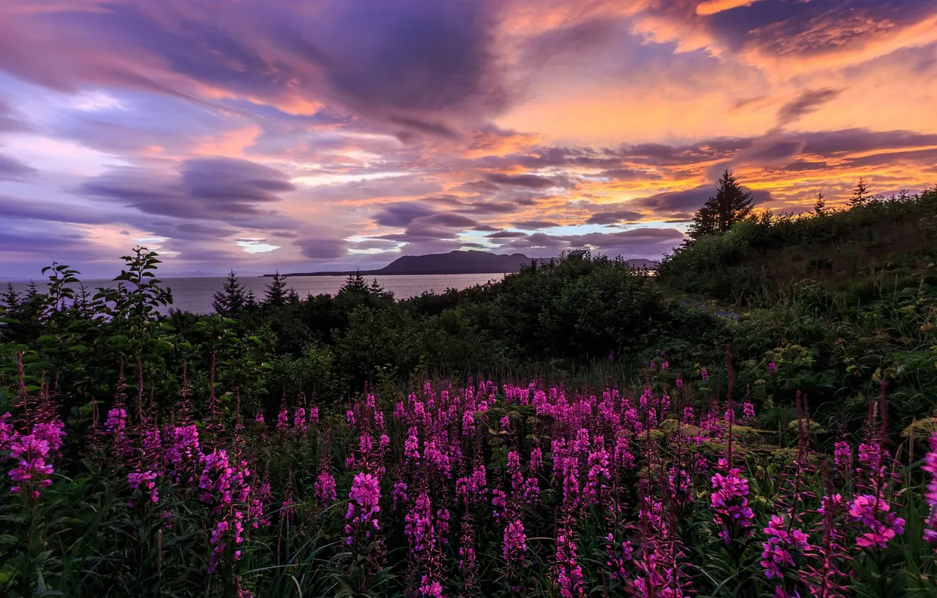 Photo wallpaper field, summer, the sky, clouds, sunset, flowers, thickets, shore