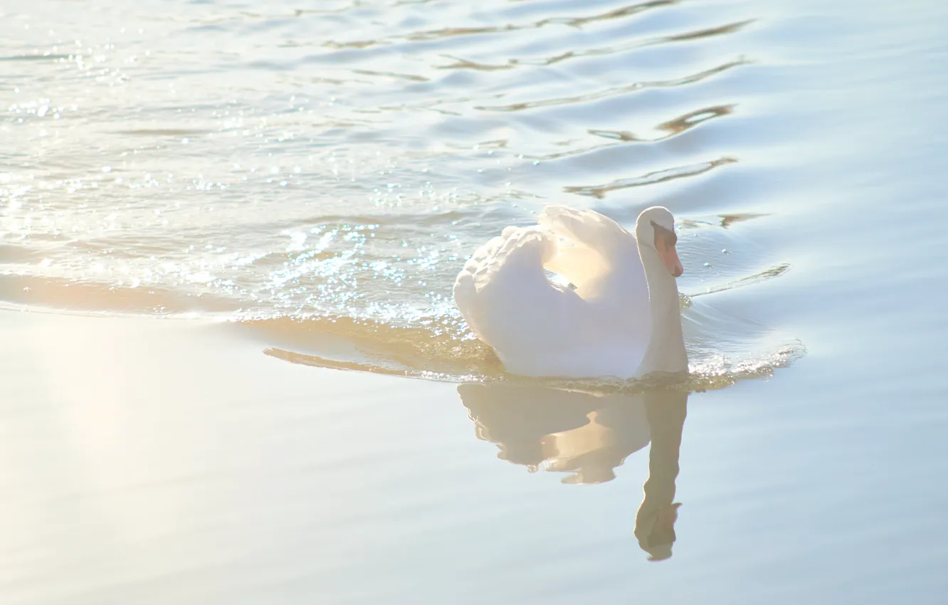 Photo wallpaper white, water, light, fog, bird, ruffle, morning, haze