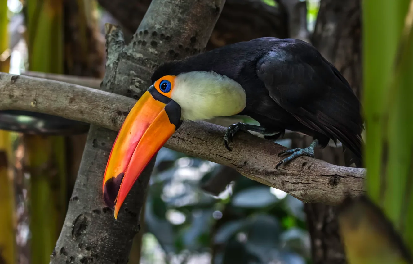 Photo wallpaper look, trees, branches, pose, background, bird, beak, Toucan
