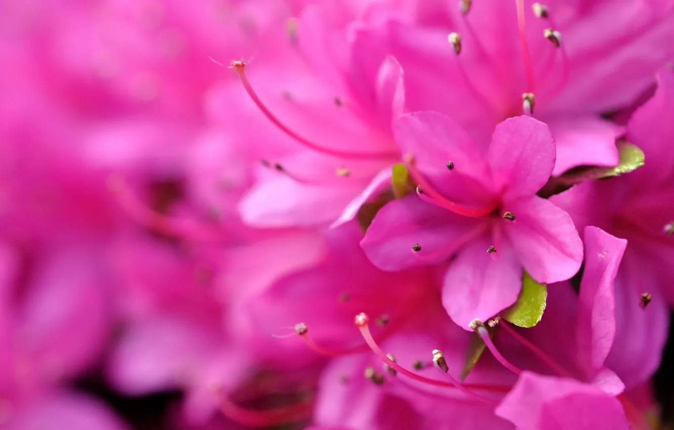 Photo wallpaper macro, bokeh, rhododendron