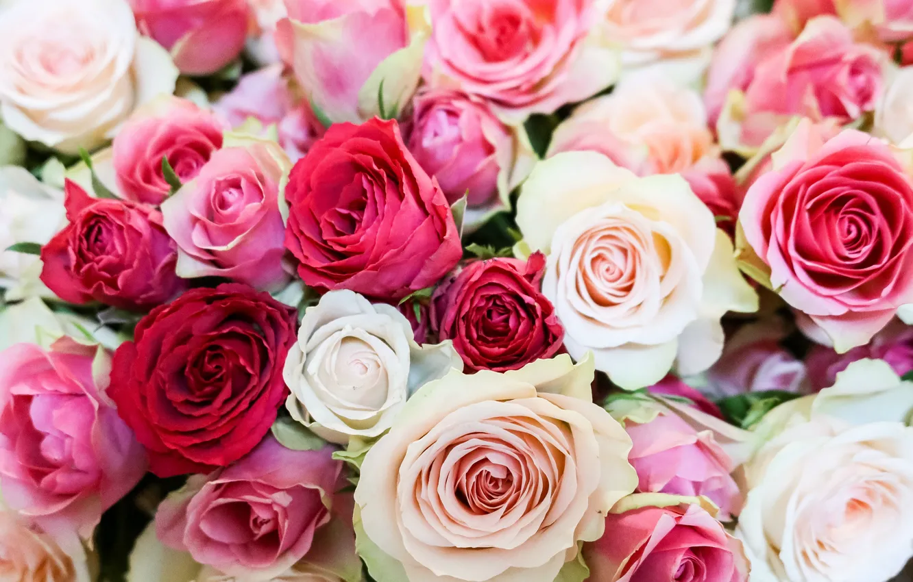 Photo wallpaper flowers, roses, bouquet, pink, white, buds, Yarovoy Aleksandr