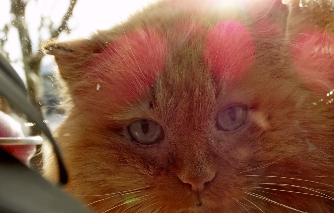 Photo wallpaper cat, cat, look, window, red cat