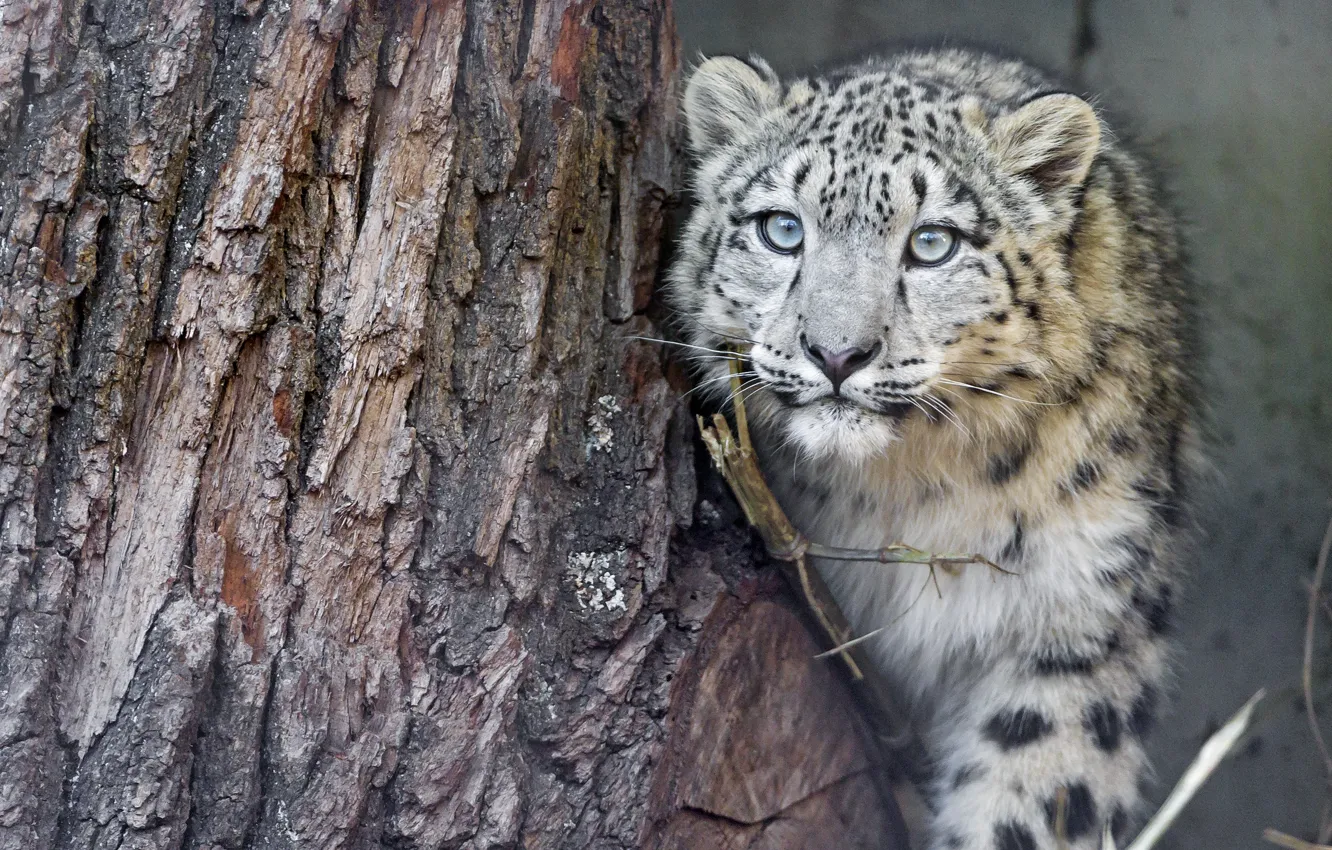 Photo wallpaper cat, look, tree, IRBIS, snow leopard, cub, kitty, ©Tambako The Jaguar