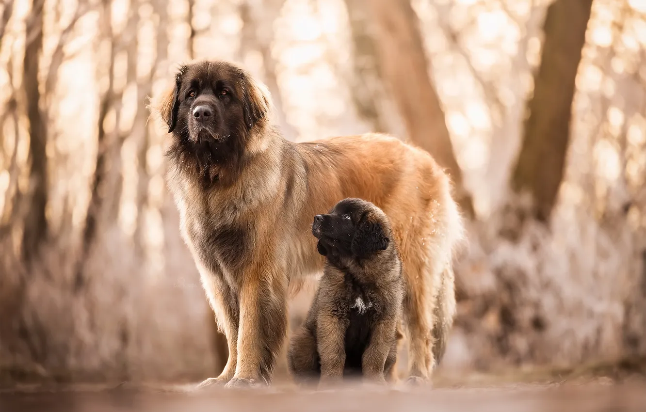 Photo wallpaper nature, each, dog